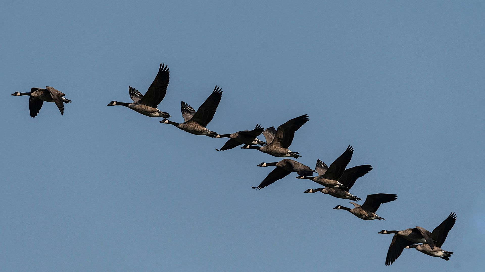 Leading High-Performing Sales Teams: Strategies for Success